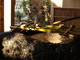  Fontaine (Kamakura, 5 décembre 2006)
