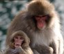  Guenon et son petit au bord du lac Chuzenji (Nikko, 6 décembre 2006)