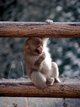  Petit singe (Nikko, 6 décembre 2006)