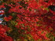  Couleurs d’automne à Nara (Nara, 10 décembre 2006)