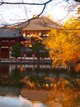  Couleurs d’automne à Nara (Nara, 10 décembre 2006)