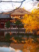  Couleurs d’automne à Nara (Nara, 10 décembre 2006)