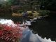 Le jardin Isuien (Nara, 11 décembre 2006)