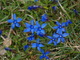  Fleurs de montagne (Vercors, 8 mai 2007)