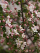  Arbre en fleurs (Vercors, 8 mai 2007)