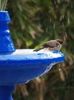  Fontaine du jardin de Majorelle (19 février 2008)