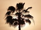  Palmier au soleil couchant (20 février 2008)