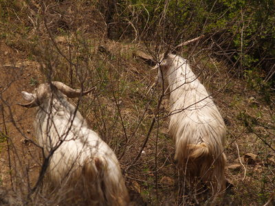  Chèvres à poil long longeant la muraille… (24 avril 2008)