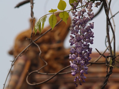  Glycine dans la cité interdite (28 avril 2008)