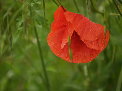  Coquelicot (29 mai 2008)