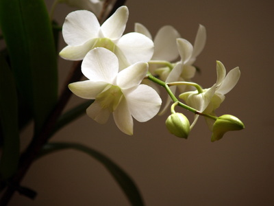  Orchidée ( 3 juillet 2008)