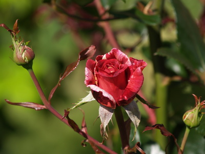  Roseraie du Château du Mesnil-Geoffroy (16 juillet 2008)