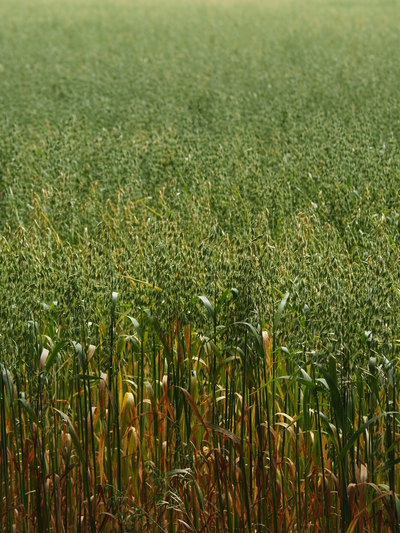  Champ de Maïs (17 juillet 2008)