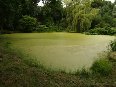  Etang du manoir de Jean d’Ango (17 juillet 2008)