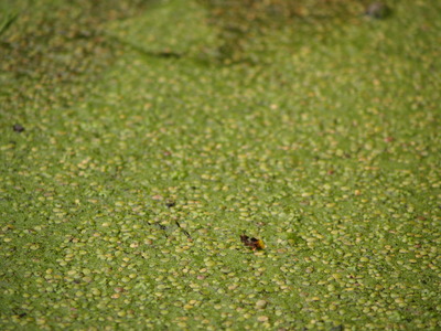  Etang du manoir de Jean d’Ango (17 juillet 2008)