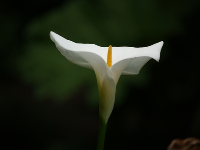  Dans le parc des Moutiers (17 juillet 2008)