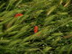  Coquelicots (29 mai 2008)