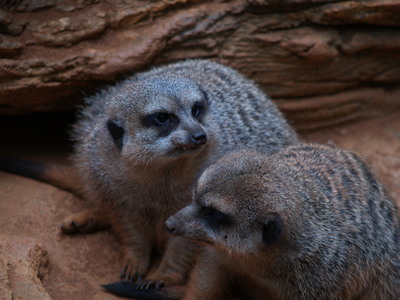  Suricates au Zoo du Parc Lincoln (28 septembre 2008)