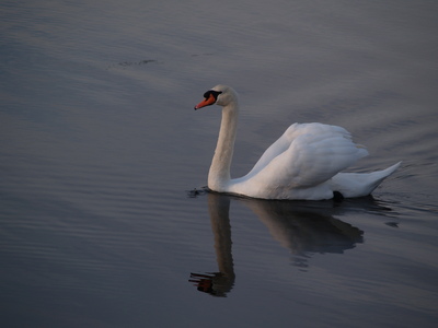  Cygne aux étangs de Villepey ( 8 novembre 2008)