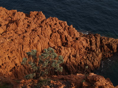  Couleurs de l’Esterel (10 novembre 2008)