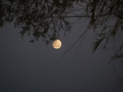  Reflet de Lune dans les étangs de Villepey (10 novembre 2008)