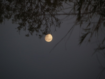  Reflet de Lune dans les étangs de Villepey (10 novembre 2008)
