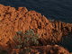  Couleurs de l’Esterel (10 novembre 2008)