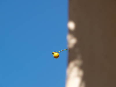  Bleu comme une orange (21 février 2009)