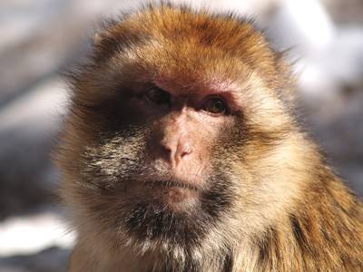  Singe de la forêt de cèdres (24 février 2009)