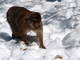  Singe de la forêt de cèdres (24 février 2009)