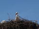  Cigogne à Volubilis (26 février 2009)