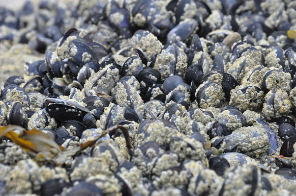  Moules (10 août 2009)