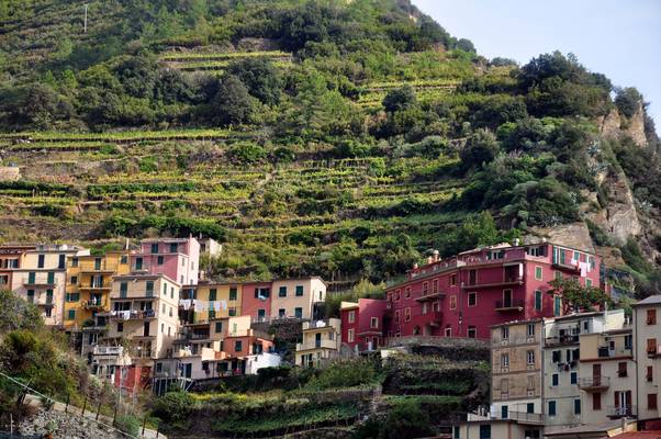  Collines surplombant Manarola ( 5 octobre 2009)