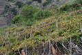  Vignes des Cinque Terre ( 5 octobre 2009)