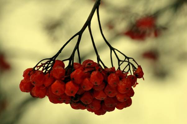  Fruits sur neige ( 4 février 2010)