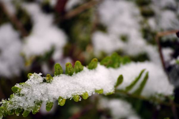  Neige fraîche (27 décembre 2009)