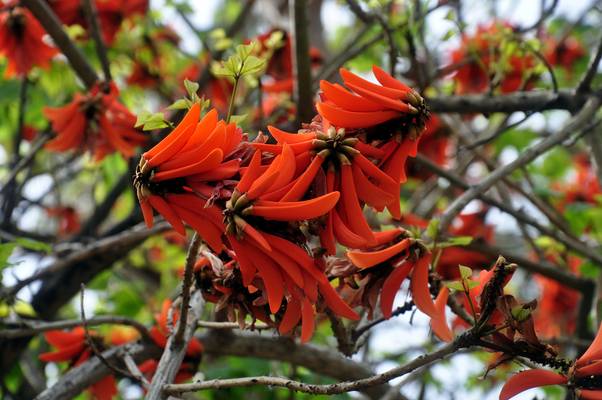  Arbre en fleurs (30 avril 2010)