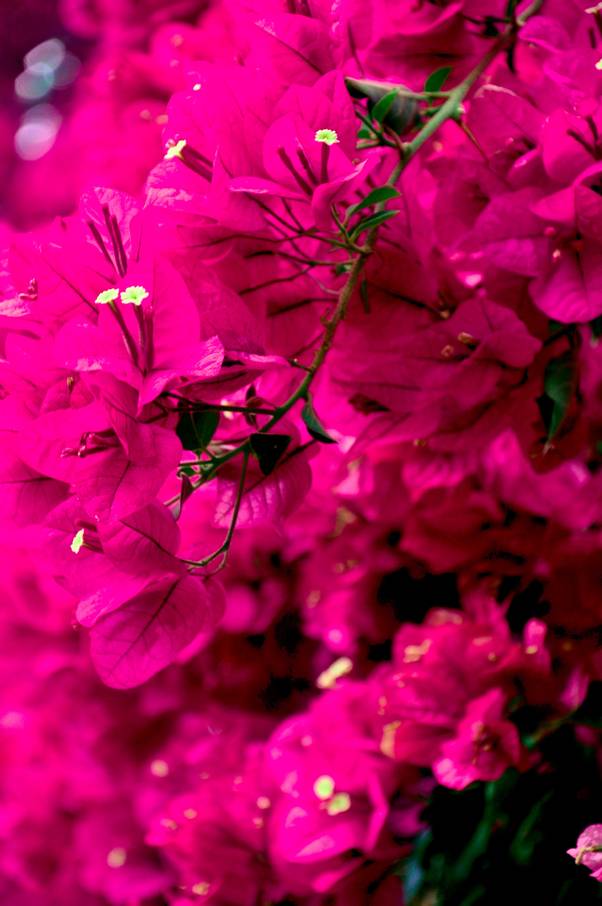  Bougainvillier de  la maison de Pilate à Séville (11 mai 2010)