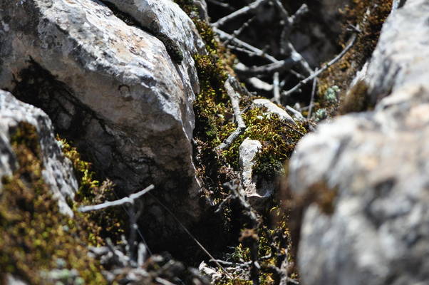 Dans le Torcal d’Antequerra ( 8 mai 2010)