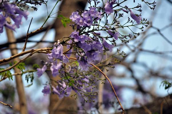  Jacaranda en fleur à Séville (11 mai 2010)