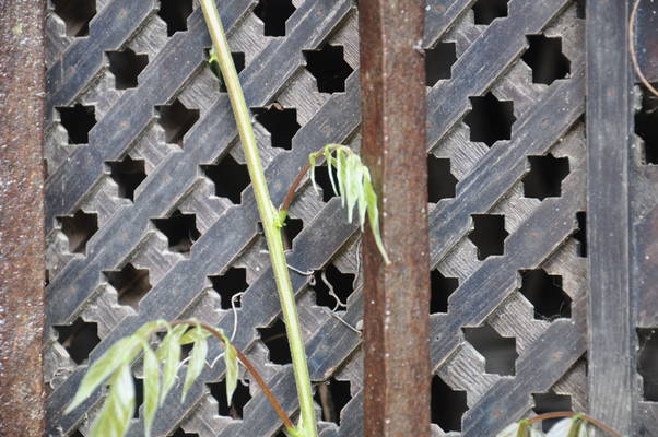  Moucharabié de la maison de Pilate à Séville (11 mai 2010)