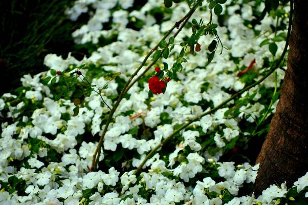  Pare-terre de fleurs à la maison de Pilate à Séville (11 mai 2010)