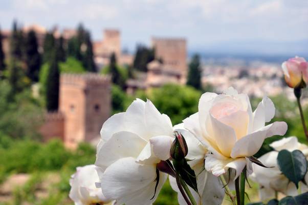  Roses et Alhambra (13 mai 2010)