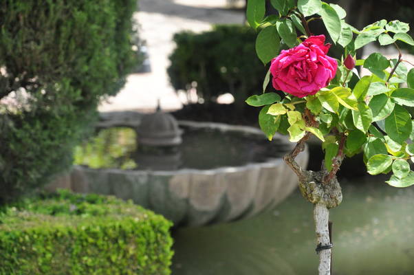  Rosiers des jardins du Generalife de l’Alhambra (13 mai 2010)