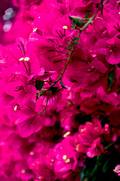  Bougainvillier de  la maison de Pilate à Séville (11 mai 2010)
