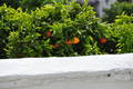  Orangers en fleur et en fruit (12 mai 2010)