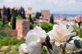  Roses et Alhambra (13 mai 2010)
