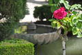  Rosiers des jardins du Generalife de l’Alhambra (13 mai 2010)
