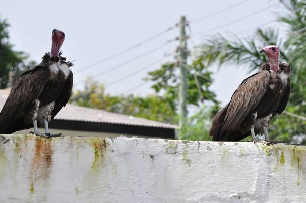  Vautours dans les rues d’Accra (30 juin 2010)