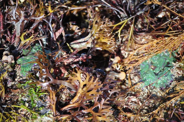  Algues à marée basse (13 août 2010)